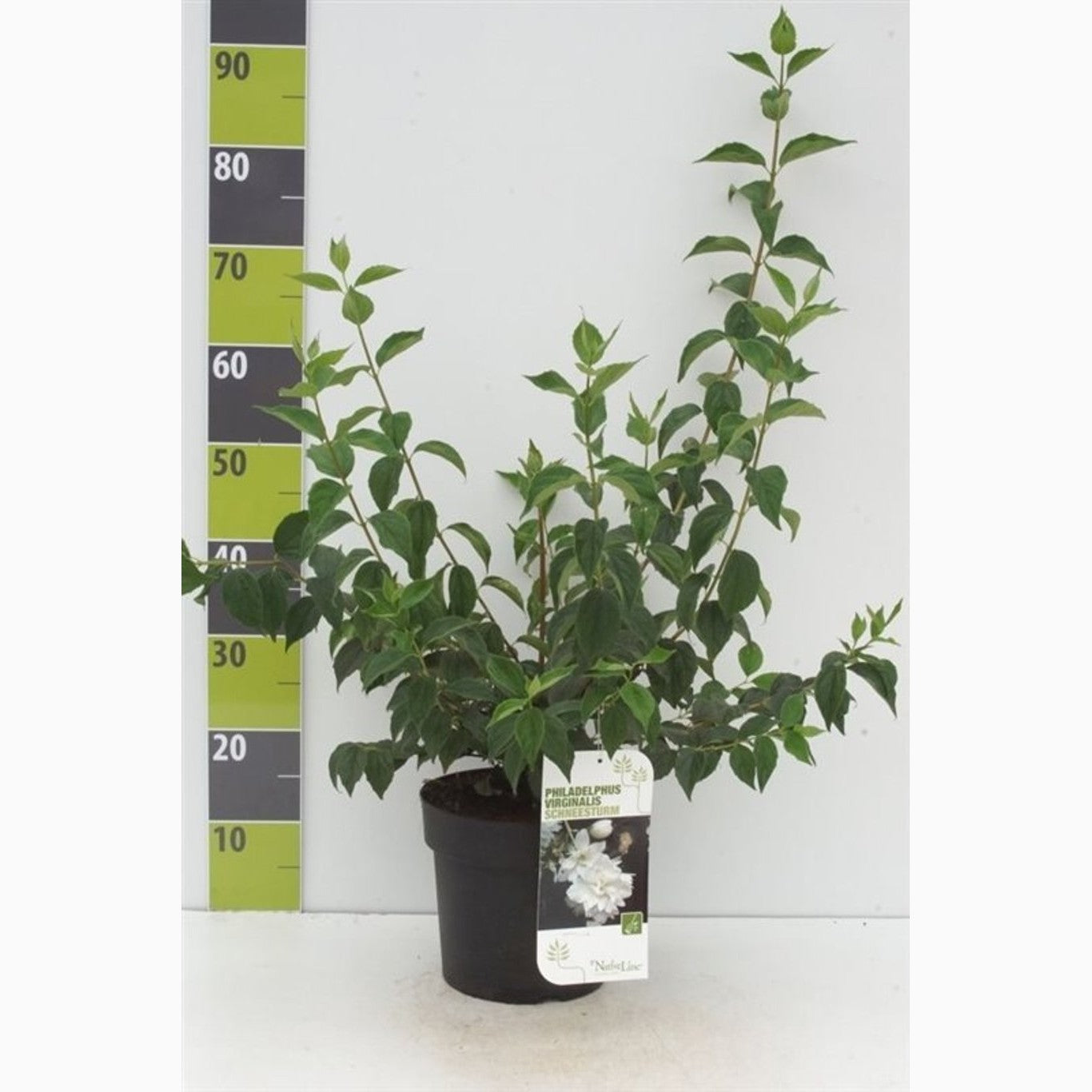 Schersmin – Philadelphus 'Schneesturm' - C4,6 50-60 CM